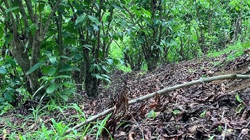 Bẫy gà rừng 20-01-2022. Mồi mái lập công