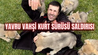 Yavru Vahşi̇ Kurtlar İle Bi̇r Gün