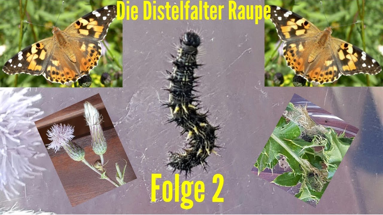 stacheln gurke #2 Die Distelfalter - Raupe #Folge2 #Distelfalter #LoveNature #Raupe #Distel