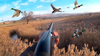 PARLAMA ÖRDEK AVI. BİR SÜRÜ ÖRDEĞE DENK GELDİM. Duck Hunting/Охота на утку 2021