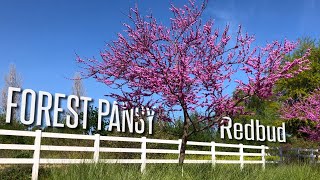 Maybe the BEST flowering tree?? Forest Pansy Redbud is AMAZING! by Budget Plants 30,561 views 3 years ago 4 minutes, 59 seconds