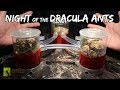 Night of the Dracula Ants - an Ant Halloween Musical