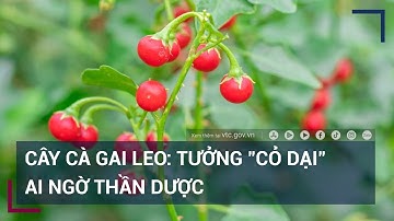 Cây cà gai leo: Tưởng "cỏ dại" ai ngờ thần dược | VTC Tin mới