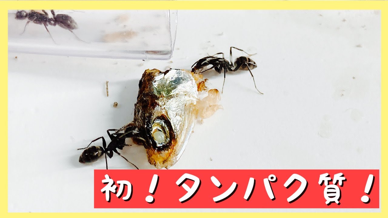 蟻の観察 初 タンパク質 イベント Youtube