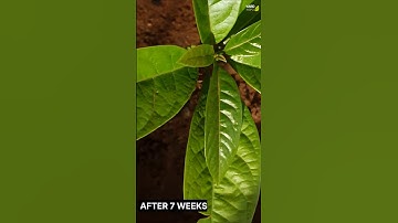 AVOCADO 🥑 GROWING FROM SEED #TRENDING #VIRAL #YOUTUBESHORTS #FYP