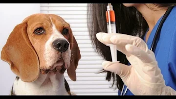 ¿Cuánto cuesta la insulina para perros?