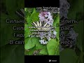 Пісня Сильна жінка Слова Тетяна Грицюк музика і виконання згенеровано ШІ