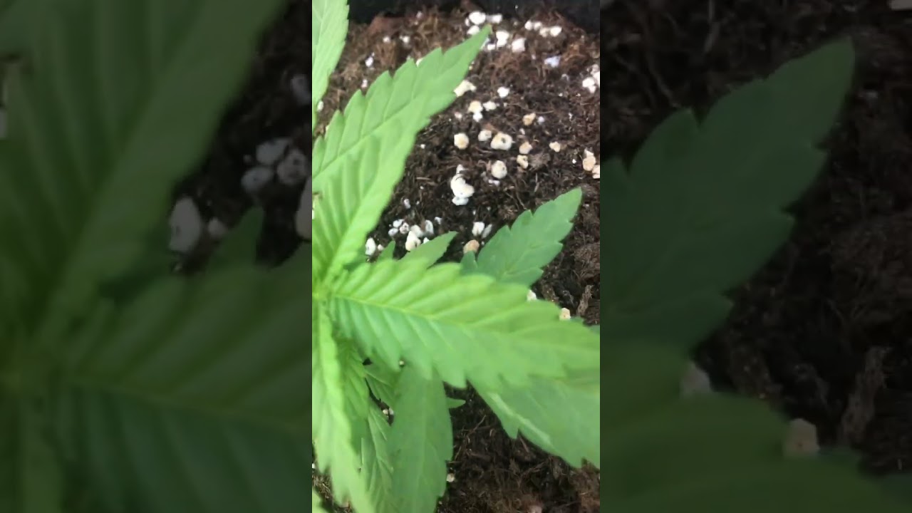 20 день растениям марихуаны на террасе, есть проблемы 