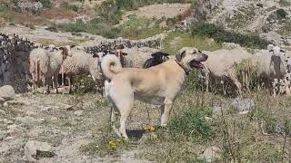 Kyle the Gozo Kangal saying hi to the sheep. by Kangal Whisperer Mike 300 views 2 weeks ago 45 seconds