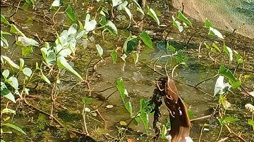 Câu cá rô đồng, trê vàng: lọt vào ổ trê vàng dựt sướng tay luôn.