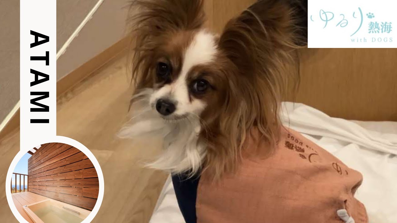 【犬と新幹線で熱海】１部屋限定の温泉露天風呂付の部屋に宿泊したら楽しい思い出がまた増えました♡ゆるり熱海withDOGS