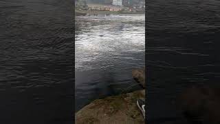 la pescadora de Galicia Lugo río miño españa🇪🇸🇪🇸🇪🇸