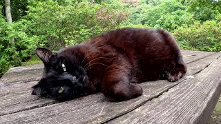 小熊みたいな黒猫がテーブルの上で寝そべって人間にモフられる