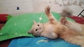 Funny cat | orange cat behavior is funny and adorable