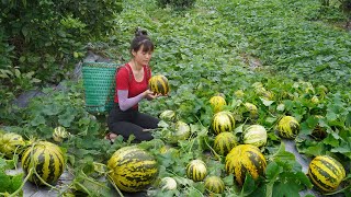 Duong Harvest Watermelon Go To The Market Sell  Bushcraft Life, Farm Life