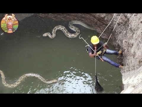 Vidéo: Un Berger Allemand Héroïque Combat Un Serpent à Sonnettes Et Endure Trois Morsures Pour Sauver Une Petite Fille