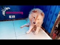 CHOWCHOW BREED DOGS | Meet ALVIN and BENANG | JUNEXBOY