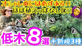 【低木8選】オシャレなお庭には必ずある！！手間要らずな低木をご紹介