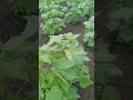प्रकृति की खूबसूरती #nature #farming #bolleywoodsong