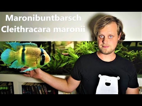 Video: Sind Buntbarsche tropische Fische?