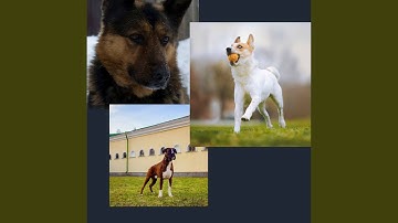 Background for Lazy Puppy Afternoons