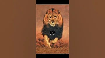 لا حياة لمن تنادي 