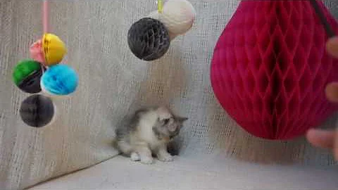 Video 564491: exotic shorthair persian, exotic shorthair girl, silver exotic shorthair