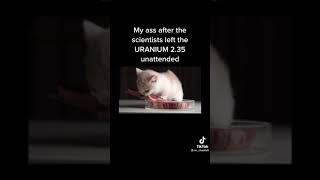 cat eating #cat #funny