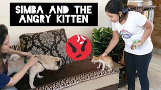 Dog & Cat Funny Face Off | Kitten Scares the S**T Out Of Simba😄🤭