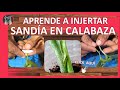 🍉🍉Como hacer un INJERTO de SANDÍA en Calabaza Metodo facil efectivo injertar sandia y calabaza🌱🍉2021