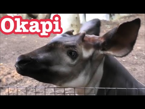 Okapi S Foal Is Running Around オカピーの子供はしゃぐw コビトカバと普通のカバ Youtube