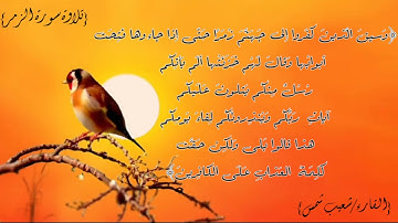 القارئ المبدع/ شعيب مس