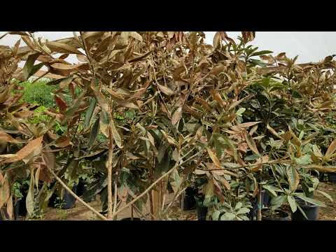 Video: Reasons For Loquat Leaf Tab - Why Is A Loquat Tree Dropper Leaves