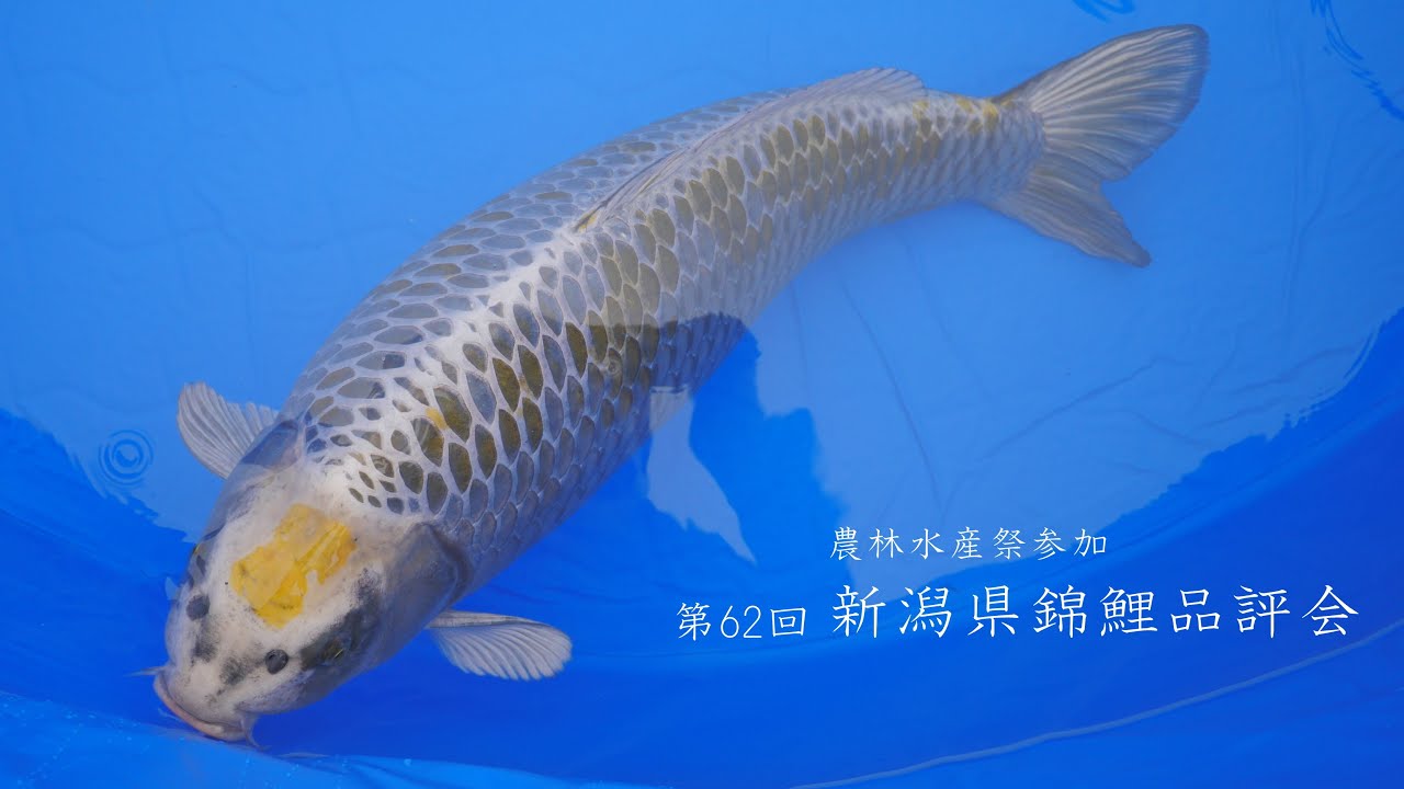 新潟産 ドイツ変わり鯉 37cm±