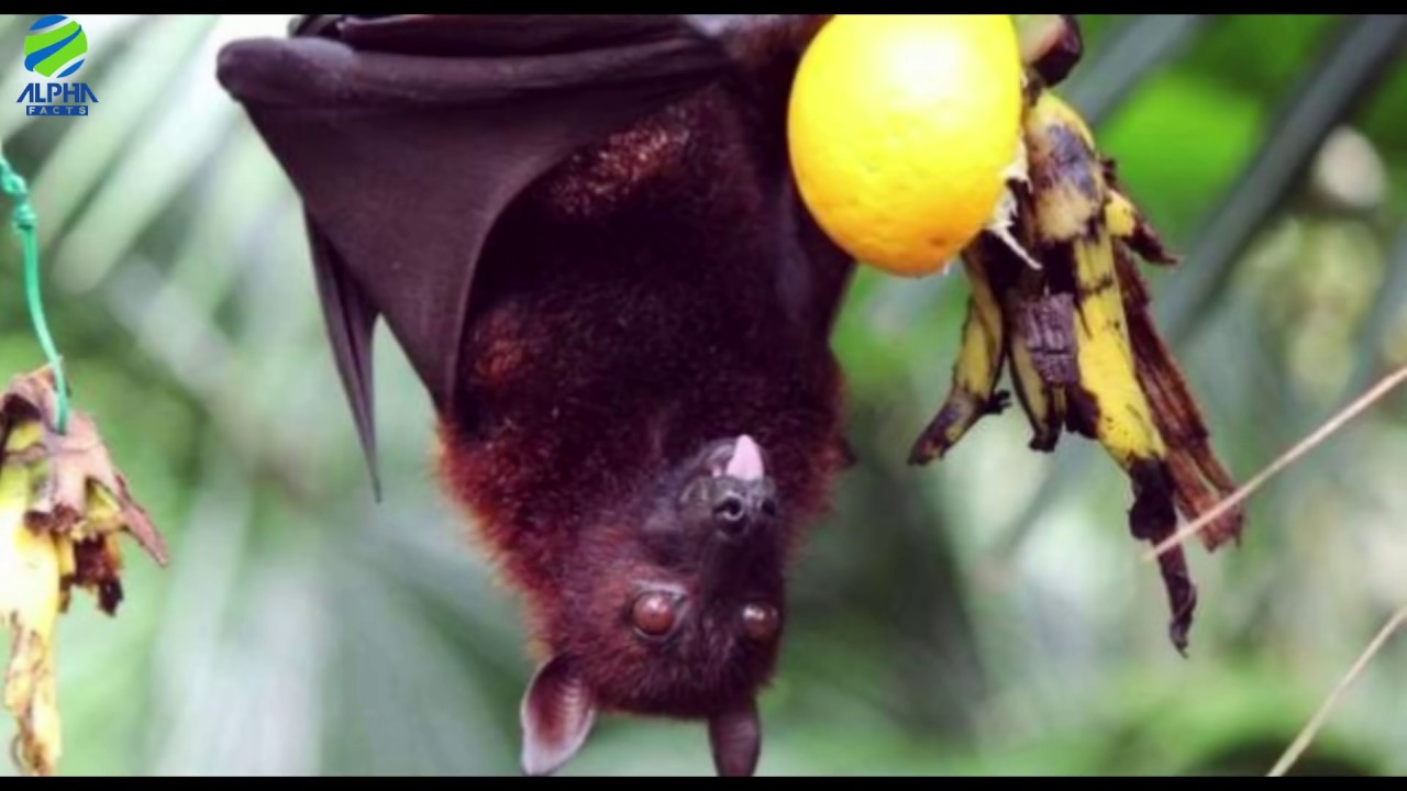 10 Facts about Nipah virus