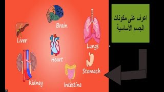 تعرف على مكونات الجسم باللغة الانجلزية