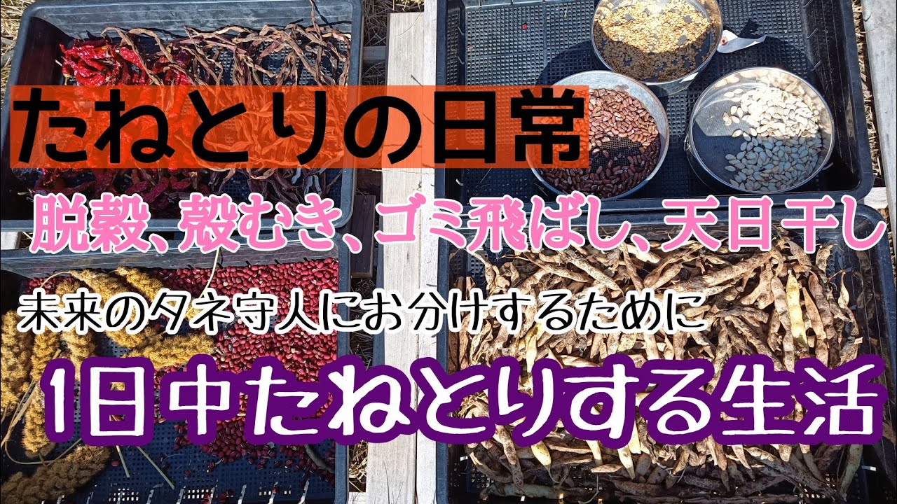 たねとりYoutuberの種取りまくりの日常／在来野菜に光を‼︎