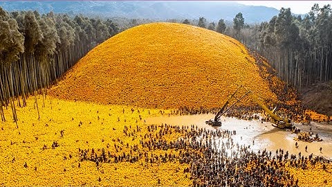 They Throw 1000 Tons of Orange Peels into a Forest, The Results After 20 Years Are Shocking