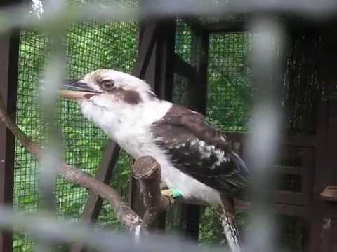 鳴き声 ワライカワセミ Laughing Kookaburra Youtube 鳴き声 ワライカワセミ Laughing Kookaburra Youtube