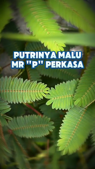 Manfaat daun putri malu #putrimalu #daunputrimalu #tanamanputrimalu #tanamanherbal  #tumbuhanobat