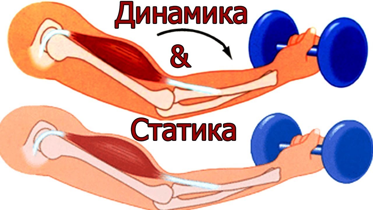 Статическая работа. Статистические и динамические упражнения. Динамические и статические упраженени. Динамические упражнения и статические упражнения. Тренировка мышц статическая и динамическая.