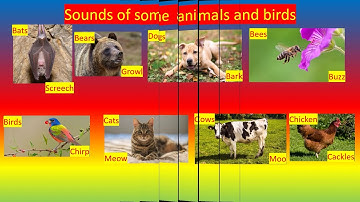 EVS CLASS 1 LESSON 15 SESSION 3: ANIMALS (CONTINUED)