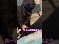 いつもおはよう言ってくれるまーちゃん　#shorts #cat #猫 #サビ猫　#ねこ