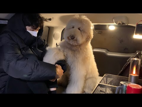 वीडियो: पुराने पालतू जानवर सर्दियों में पीड़ित नहीं हैं