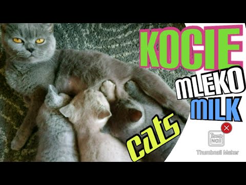 Wideo: Krew W Moczu, Pragnienie U Kotów, Nadmierne Picie, Ropometria U Kotów, Nietrzymanie Moczu U Kotów, Białkomocz U Kotów
