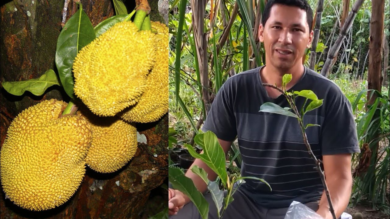 Jeito prático e rápido de enxertar jaca