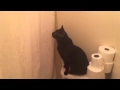 Cat is Concerned when Owner Sings in the Shower