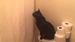 Cat is Concerned when Owner Sings in the Shower