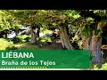 🌄⛰️🌲 LIÉBANA - Braña de los Tejos