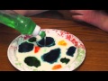Easy Science Experiment for kids